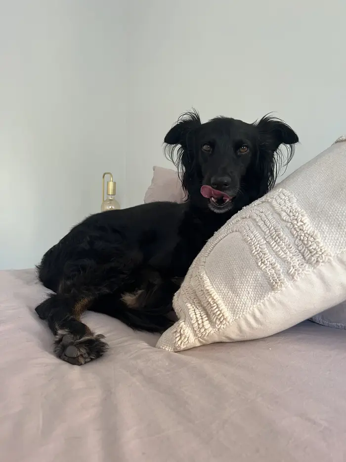Melba, a black dog, curled up on a bed